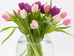 Cut flowers of Tulip lily